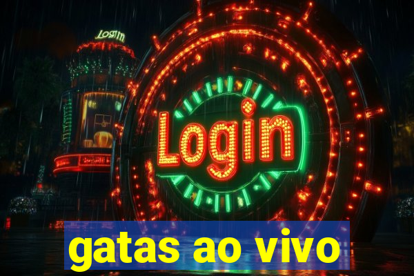 gatas ao vivo